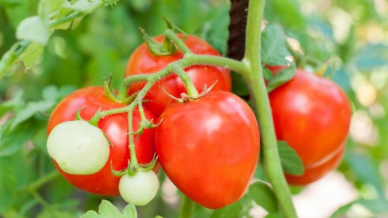 كيف تنمو الطماطم الحلوة
