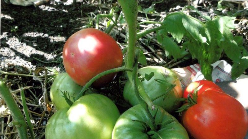 Siyah fil domates nasıl yetiştirilir