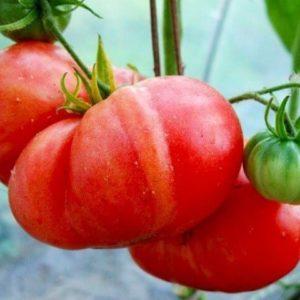 איך לגדל עגבניה ענקית אדומה