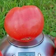 كيف تنمو طماطم عملاقة حمراء