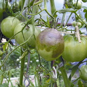 كيف تزرع طماطم البرسيمون على موقعك - ​​حيل ونصائح من بستانيين ذوي خبرة