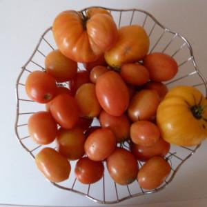 Paano palaguin ang isang Persimmon tomato sa iyong site - mga trick at tip mula sa mga nakaranasang hardinero