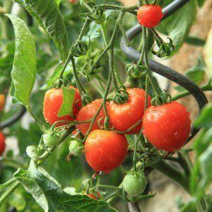 Düşük büyüyen domates çeşitleri en verimli olanıdır