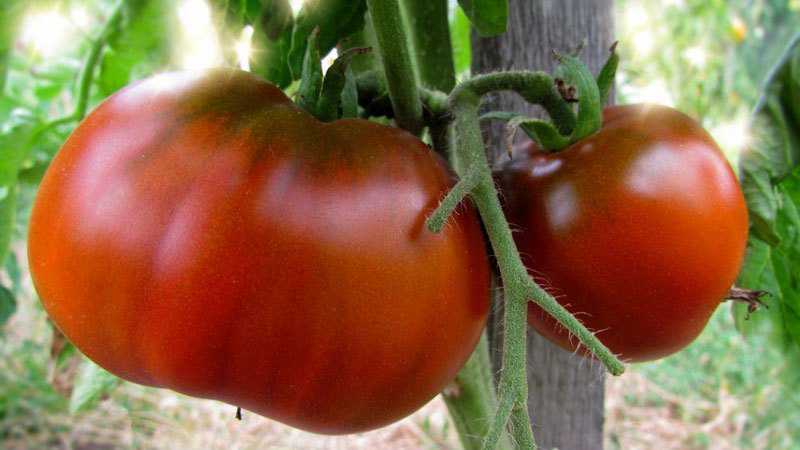 Que semillas de tomate dan una buena cosecha en exterior