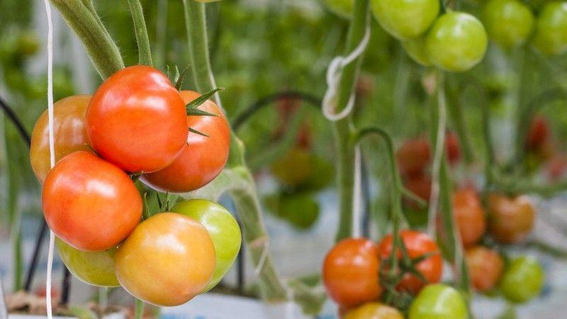 Que semillas de tomate dan una buena cosecha en exterior