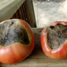 Какво да направите, ако на доматите се появят кафяви петна: снимки на засегнатите домати и начини за запазването им