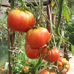 Kako se nositi s gornjom truležom rajčice u stakleniku: najbolji recepti i narodne metode