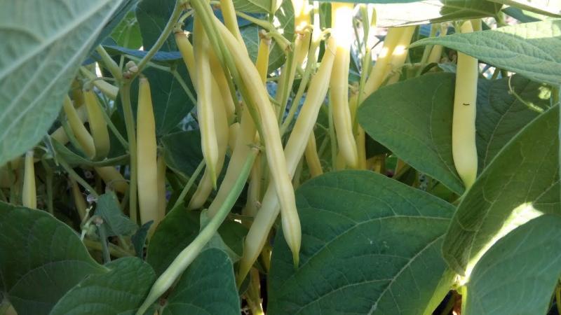 Quel genre de haricots d'asperge cultiver: des variétés qui ne laisseront personne indifférent