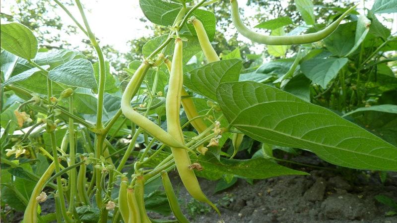 Anong uri ng mga asparagus beans na lalago: mga varieties na hindi mag-iiwan ng sinuman na walang malasakit