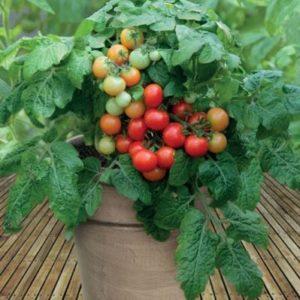 Yaz sakinleri arasında popüler olan Red Riding Hood domatesleri: çeşitliliğin tanımı ve kendi kendine yetiştirilmesi için talimatlar