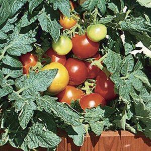 Yaz sakinleri arasında popüler olan Red Riding Hood domatesleri: çeşitliliğin tanımı ve kendi kendine yetiştirilmesi için talimatlar