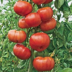 Birçoğu domatesin meyve mi yoksa sebze mi olduğunu tartışıyor: hadi birlikte çözelim ve farklı bakış açılarını ele alalım