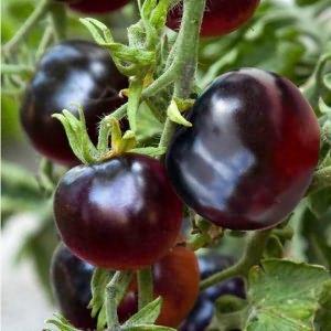 Ungewöhnliche und ästhetische Tomatensorte Black Baron - einfach zu züchten und angenehm mit einer Fülle von Ernten
