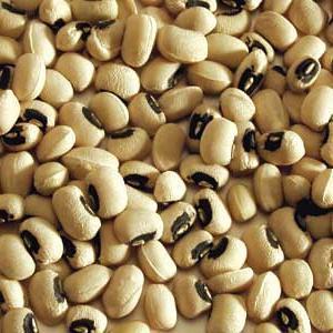 Mga tampok ng lumalagong puting beans