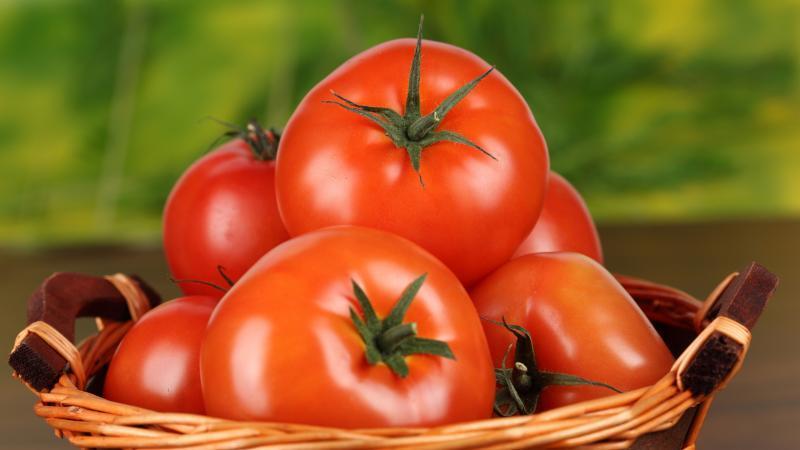 أسرار زراعة ورعاية الطماطم