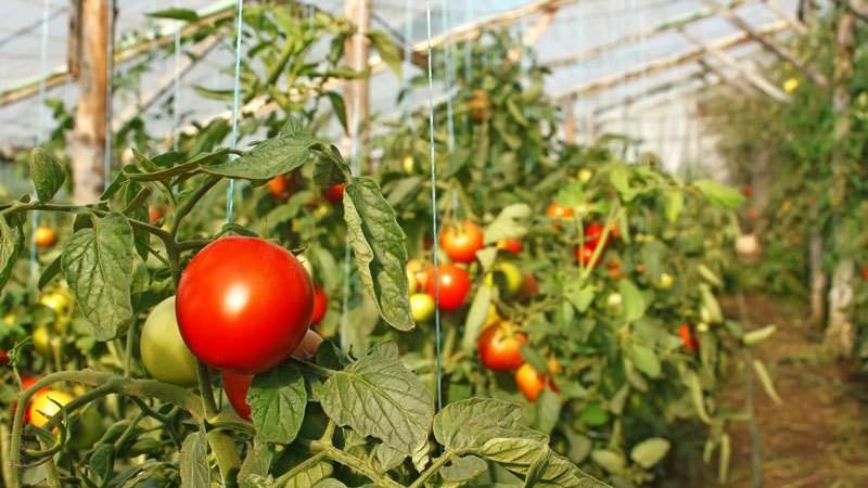 أسرار زراعة ورعاية الطماطم