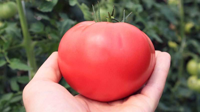 Os segredos de plantar e cuidar do tomate