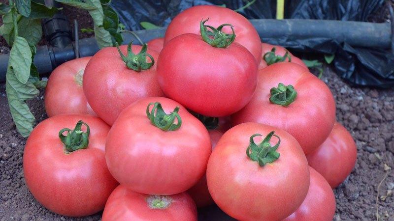 Top meilleures variétés de tomates roses