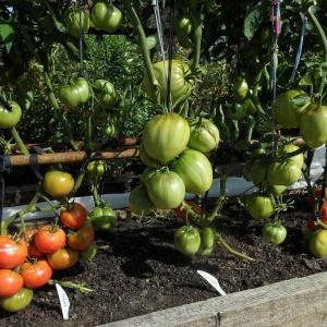 Variété universelle de tomates à maturation précoce - Tomate Morning Dew