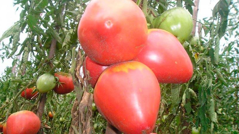 Gigante delicioso, suculento e perfumado no jardim - o tomate Volovye Heart