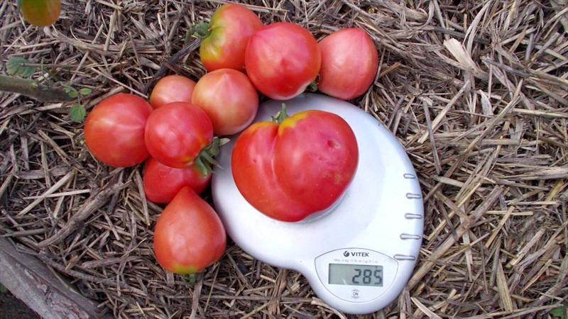 Gigante delicioso, suculento e perfumado no jardim - o tomate Volovye Heart