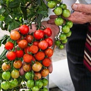 Nous cultivons de minuscules tomates dans le jardin et à la maison - la tomate Pugovka et les subtilités de son entretien