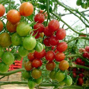 Bahçede ve evde minik domatesler yetiştiriyoruz - Pugovka domatesi ve ona bakmanın incelikleri