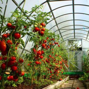 Cultivo de tomates em uma estufa: instruções passo a passo para jardineiros novatos e conselhos de colegas experientes
