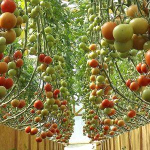 Cultivo de tomates em uma estufa: instruções passo a passo para jardineiros novatos e conselhos de colegas experientes