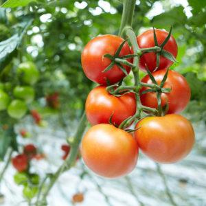 Serada domates yetiştirme: acemi bahçıvanlar için adım adım talimatlar ve deneyimli meslektaşlardan tavsiyeler