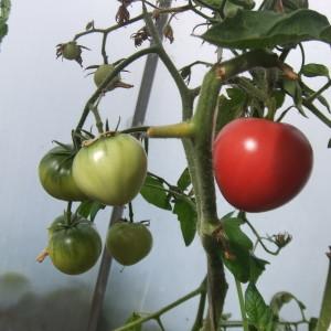 En iyi ultra-erken olgunlaşan domates çeşitlerini seçiyoruz ve mümkün olan en kısa sürede zengin bir hasat alıyoruz