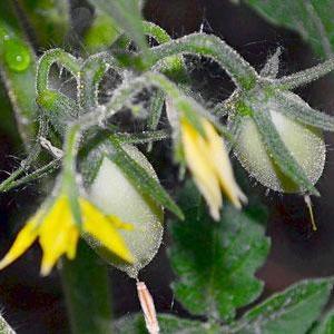 Secretos del cuidado de los tomates para aumentar los rendimientos: cómo alimentar a los tomates durante la floración y la fructificación.