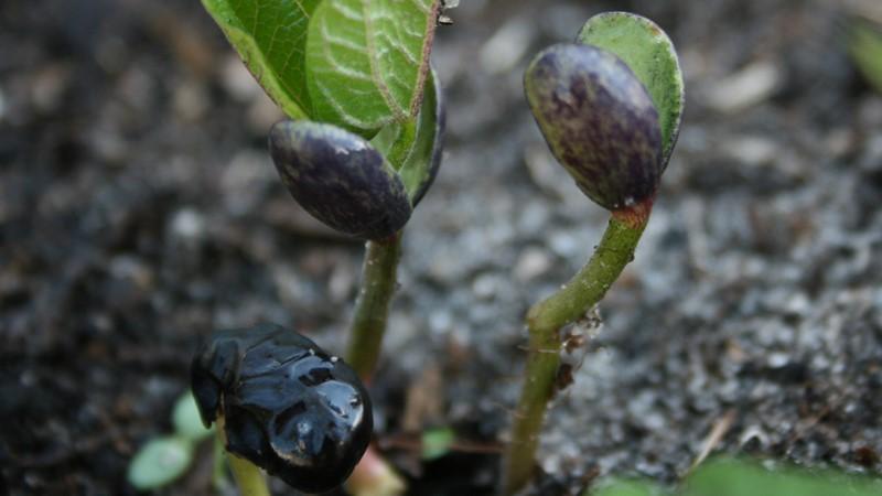 Como cultivar feijão preto em seu site e preparar adequadamente a colheita resultante - as melhores receitas