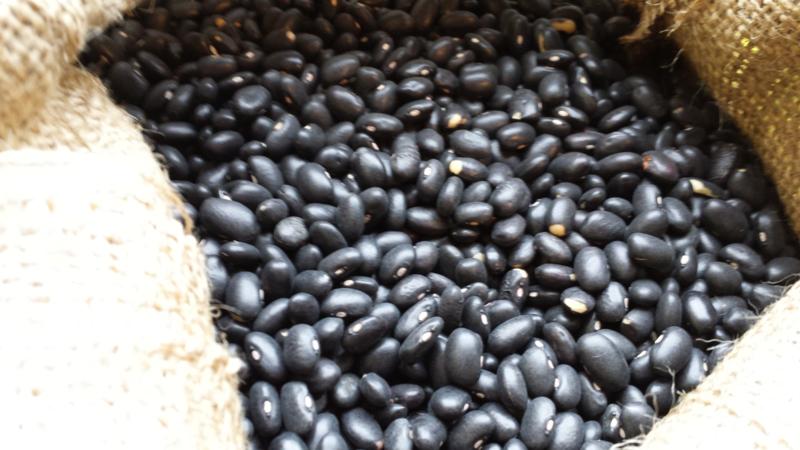 Paano palaguin ang mga itim na beans sa iyong site at maayos na ihanda ang nagresultang pag-crop - ang pinakamahusay na mga recipe
