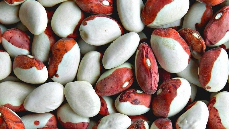 Bakit sulit ang paglaki ng Red Riding Hood beans sa iyong site - paglalarawan ng iba't-ibang at mga pakinabang nito