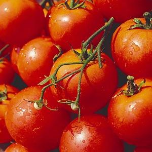 Tomate Dubok précoce, à haut rendement et polyvalente: instructions pour la culture de A à Z