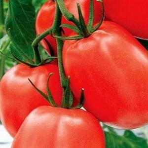 Vysoce výnosná a nenáročná rajčata Benito - tajemství získání bohaté sklizně