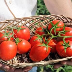 Didelio derlingumo ir nepretenzingas „Benito“ pomidoras - turtingo derliaus gavimo paslaptys