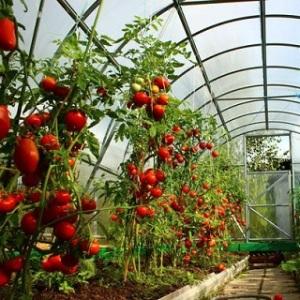 Högavkastande och opretentiös Benito-tomat - hemligheterna för att få en rik skörd