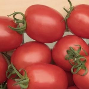 Yüksek verimli ve iddiasız Benito domatesi - zengin bir hasat almanın sırları