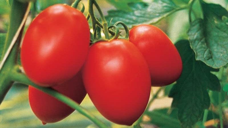 Korkeasti satoinen ja vaatimaton Benito-tomaatti - rikas sadon salaisuudet