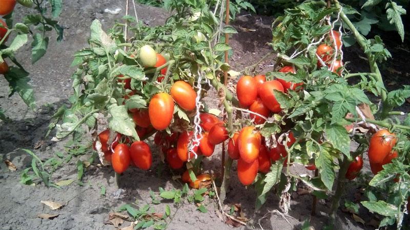 Tomato Lel, die bei Sommerbewohnern immer beliebter wird
