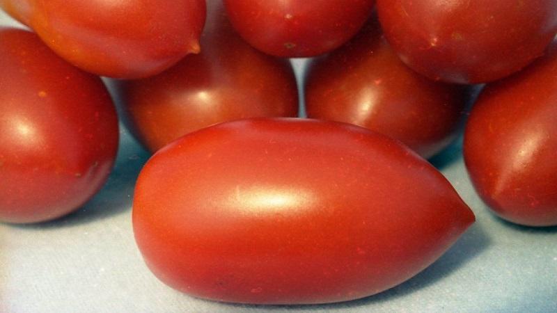 Tomato Lel, který si získává na popularitě mezi letními obyvateli