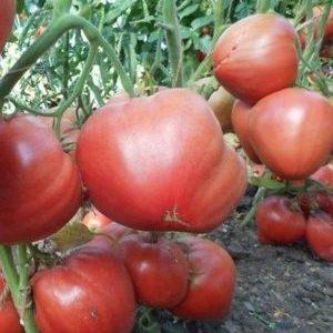 Kaip gauti maksimalų derlių iš „Eagle's Beak“ pomidorų?