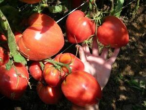 Leckere Tomate mit riesigen Früchten - Tomate Wunder der Erde