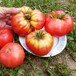 Ang isang promising bago sa mga kamatis na varieties - ang King of Kings tomato, na mabilis na nakakuha ng katanyagan