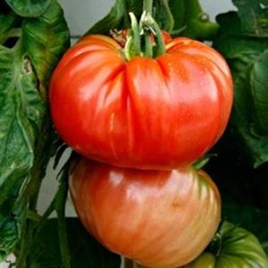 Isang promising bago sa mga kamatis na varieties - ang King of Kings tomato, na mabilis na nakakuha ng katanyagan