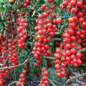 Jednostavno i jednostavno uzgajajte paradajz Thumbelina na prozorskom prozoru ili ljetnikovcu prema uputama iskusnih poljoprivrednika