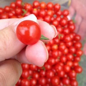 Pagal patyrusių ūkininkų nurodymus lengvai ir paprastai auginkite pomidorą „Thumbelina“ ant palangės ar vasarnamyje