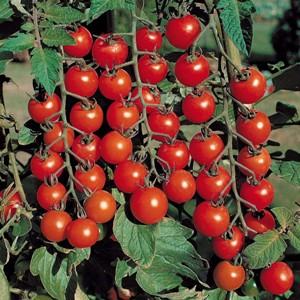 Wyhoduj pomidor Calineczkę na parapecie lub w domku letniskowym w łatwy i prosty sposób zgodnie z instrukcjami doświadczonych rolników